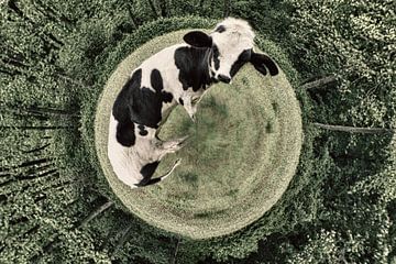 The small world of a cow van Yvonne Smits
