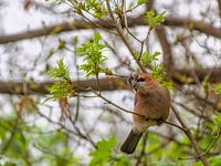 Bird in tree