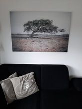 Klantfoto: Divi divi boom op Bonaire van Iris van Loon, op canvas
