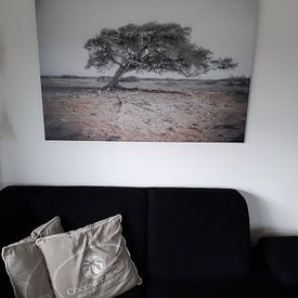 Klantfoto: Divi divi boom op Bonaire van Iris van Loon, op canvas
