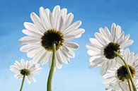 Daisies on a sunny day with a blue sky by Tanja Udelhofen thumbnail