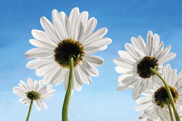 Gänseblümchen an einem sonnigen Tag mit blauem Himmel von Tanja Udelhofen