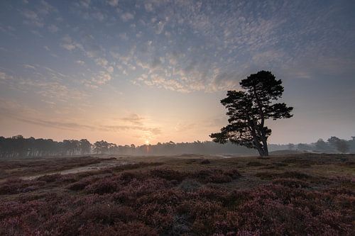 Lever de soleil sur l'arbre solitaire, Zeist Heidestein Utrechtse heuvelrug !