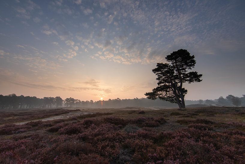 Zonsopkomst bij de eenzame boom, Zeist Heidestein Utrechtse heuvelrug! van Peter Haastrecht, van