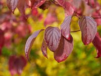 Blatt im Wind