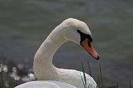 The Swan by Alice Berkien-van Mil thumbnail
