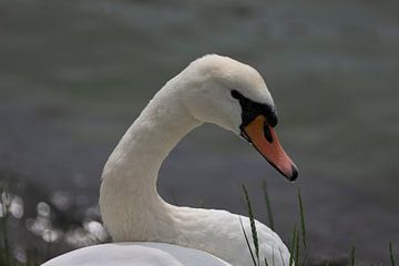 The Swan by Alice Berkien-van Mil