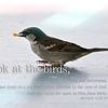 Look at the birds (Quotes) van Alice Sies