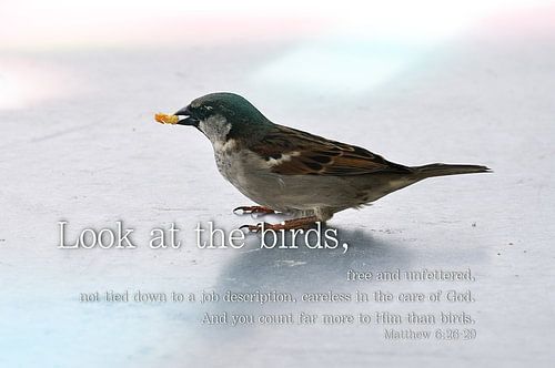 Look at the birds (Quotes)