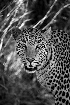 Cheetah, Namibia by Marco Verstraaten