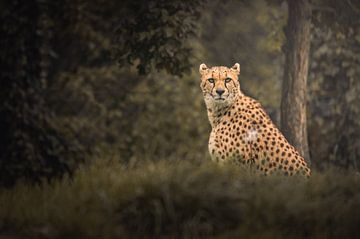 Nieuwsgierige cheetah van Jesper Stegers