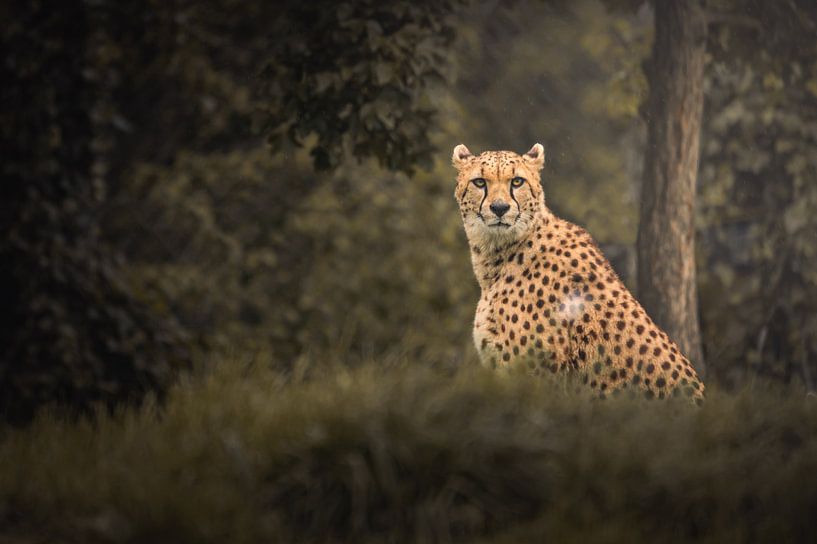 Neugieriger Gepard von Jesper Stegers