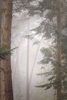 Forrest