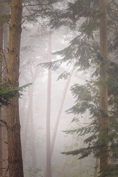 Dreamy Forest Mastbos Breda van Bob Vandenberg