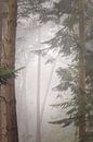 Dreamy Forest Mastbos Breda van Bob Vandenberg thumbnail