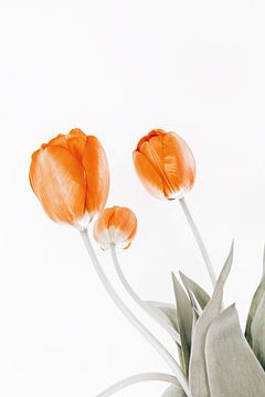 drie tulpen van Michael Schulz-Dostal