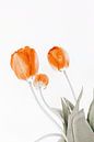 three tulips von Michael Schulz-Dostal Miniaturansicht