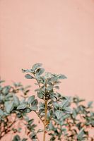 colourful plants
