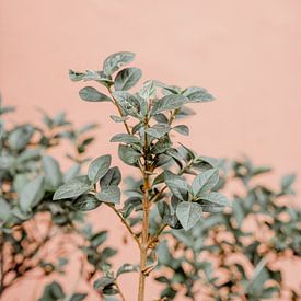 plantes colorées sur shanine Roosingh