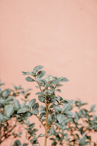 plantes colorées sur shanine Roosingh