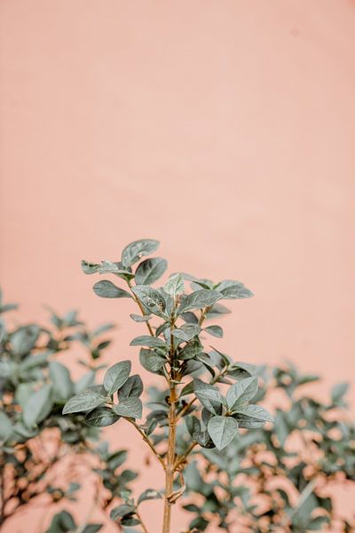 kleurijke plantjes van shanine Roosingh