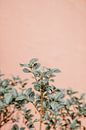 colourful plants by shanine Roosingh thumbnail