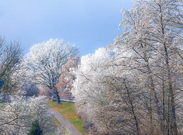 Winterlandschap met bomen bedekt met vorst van ManfredFotos