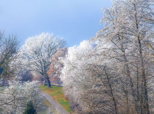 Winterlandschap met bomen bedekt met vorst