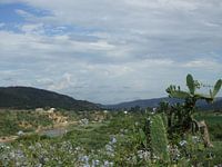 Uitzicht met bloemen en cactus