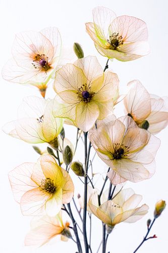 Breath of blossom in the morning light