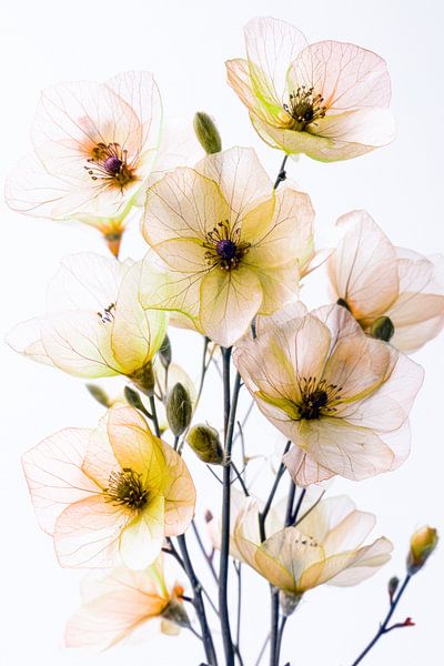 Blütenhauch im Morgenlicht von Max Steinwald