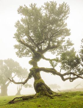 Bay laurel tree in Fanal Madeira by Sander Groenendijk