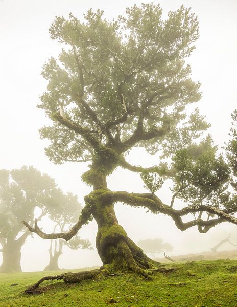 Lorbeerbaum in Fanal Madeira von Sander Groenendijk