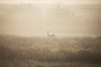 Ree in Mistig Landschap (liggend)