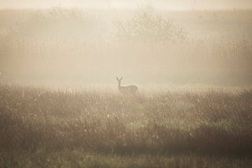 Ree in Mistig Landschap (liggend) van Thomas Thiemann