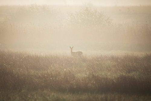 Ree dans un paysage brumeux