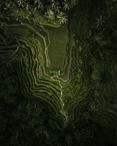 Tegalalang-Reisterrassen von oben - Bali in Linien und Schichten