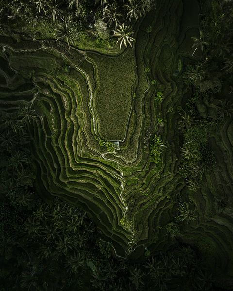Les rizières en terrasses de Tegalalang vues d'en haut - Bali en lignes et en couches par Ashwien Jurawan