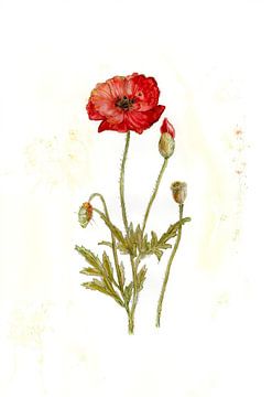 De papaver van Sandra Steinke