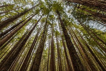 Redwoods in Nieuw-Zeeland van Karin Bunschoten