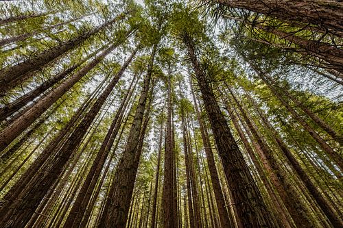 Redwoods in New Zealand
