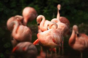 Flamants roses