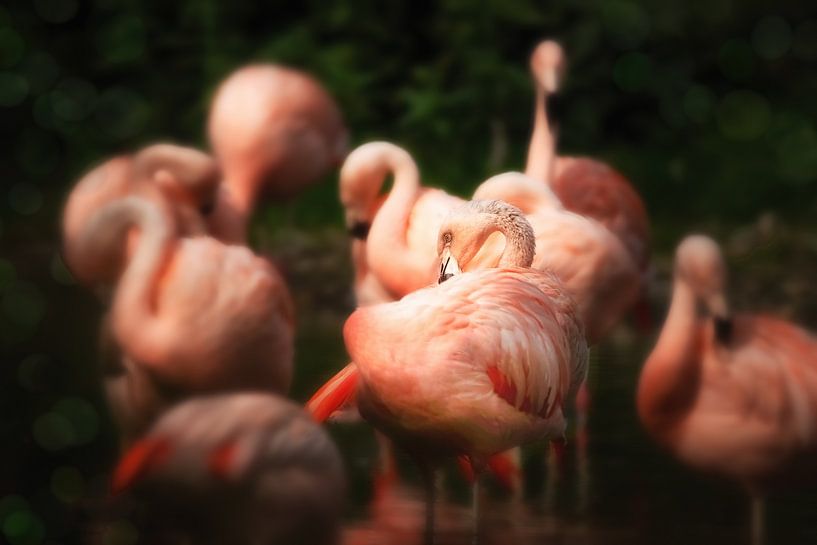 Flamingos von Thomas Herzog