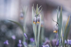 Blumen Teil 97