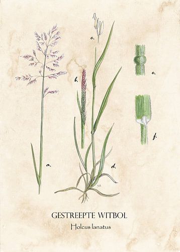 Boule blanche rayée