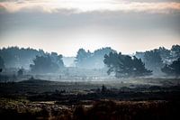 Fog on the Veluwe