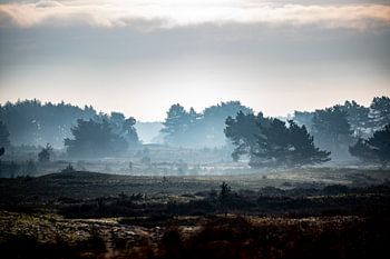 Brouillard sur la Veluwe