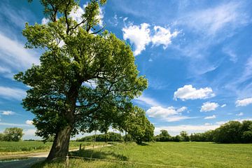 Tree and a blue sky. sur Malte Pott