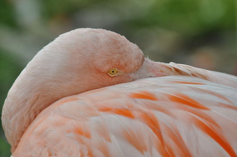 Slapende flamingo von Hanney Bruijn Fotografie