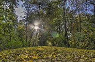 Herfst in Zestienhoven van Frans Blok thumbnail